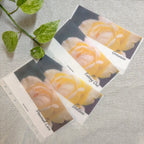 Soft Yellow Serenade Cash Envelope