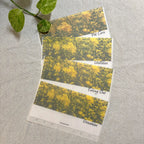Sunlit Canola Cash Envelope